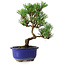 Pinus thunbergii Kotobuki, 22 cm, ± 10 ans