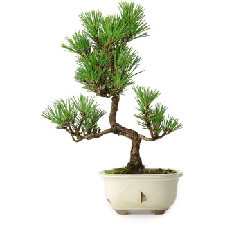 Pinus thunbergii Kotobuki, 28,5 cm, ± 10 ans