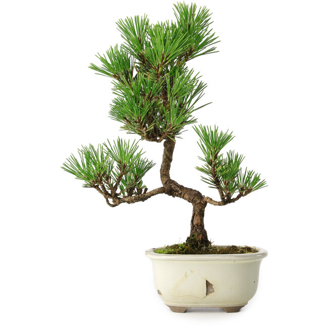 Pinus thunbergii Kotobuki, 28,5 cm, ± 10 jaar oud, met gebroken glazuur