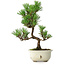 Pinus thunbergii Kotobuki, 28,5 cm, ± 10 jaar oud, met gebroken glazuur