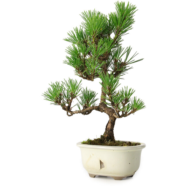 Pinus thunbergii Kotobuki, 28,5 cm, ± 10 years old, with broken glaze