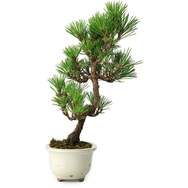 Pinus thunbergii Kotobuki, 28,5 cm, ± 10 jaar oud, met gebroken glazuur