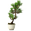 Pinus thunbergii Kotobuki, 28,5 cm, ± 10 ans, avec glaçure brisée