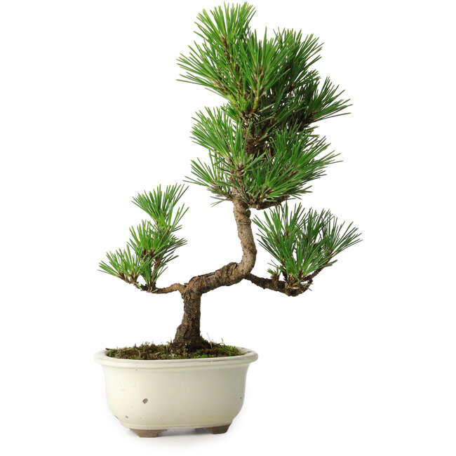 Pinus thunbergii Kotobuki, 28,5 cm, ± 10 years old, with broken glaze