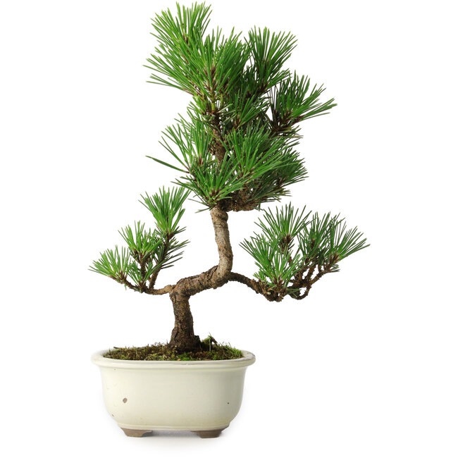 Pinus thunbergii Kotobuki, 28,5 cm, ± 10 años, con esmalte roto