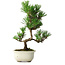 Pinus thunbergii Kotobuki, 28,5 cm, ± 10 ans, avec glaçure brisée