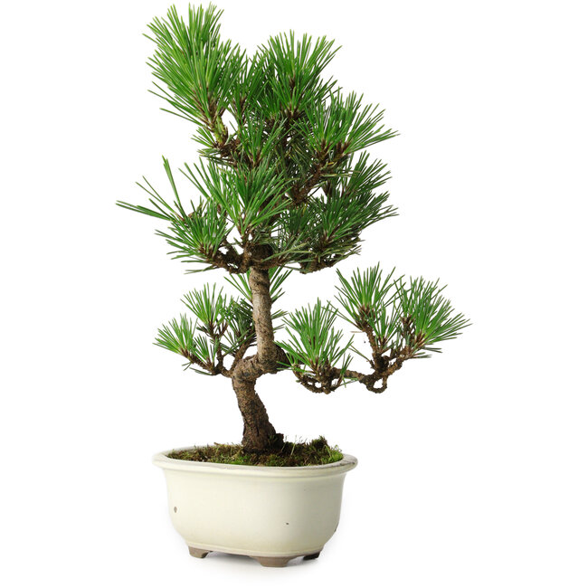 Pinus thunbergii Kotobuki, 28,5 cm, ± 10 anni, con smalto rotto