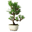 Pinus thunbergii Kotobuki, 28,5 cm, ± 10 ans, avec glaçure brisée