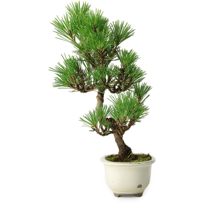 Pinus thunbergii Kotobuki, 28,5 cm, ± 10 ans, avec glaçure brisée