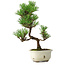 Pinus thunbergii Kotobuki, 28,5 cm, ± 10 ans, avec glaçure brisée