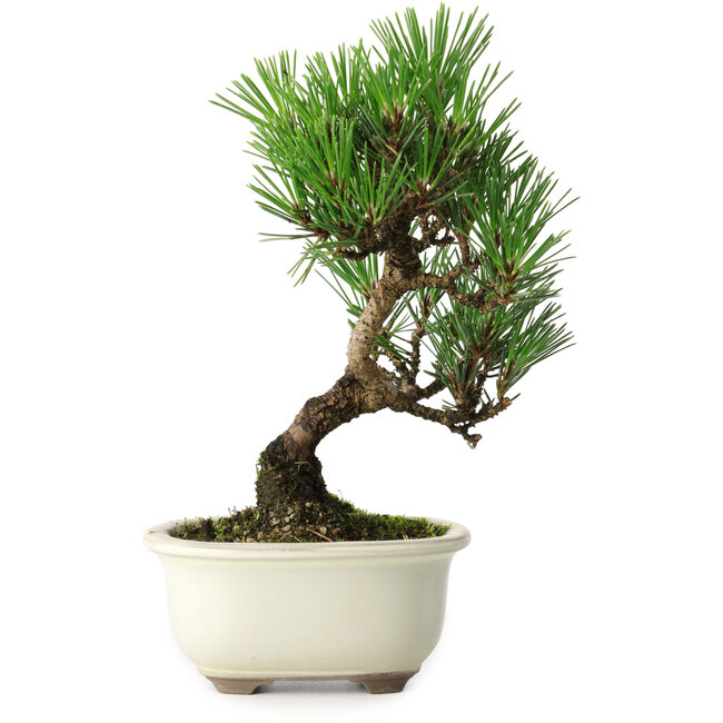 Pinus thunbergii Kotobuki, 21 cm, ± 10 jaar oud
