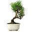 Pinus thunbergii Kotobuki, 21 cm, ± 10 ans