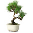 Pinus thunbergii Kotobuki, 21 cm, ± 10 jaar oud