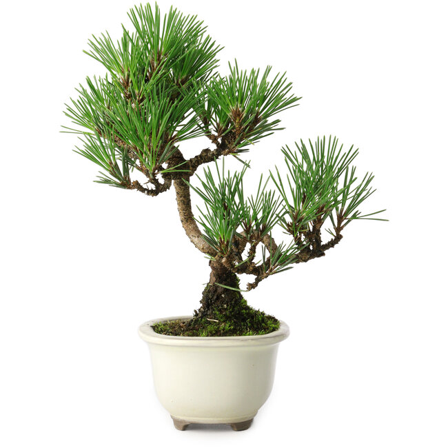 Pinus thunbergii Kotobuki, 21 cm, ± 10 ans