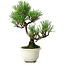 Pinus thunbergii Kotobuki, 21 cm, ± 10 jaar oud