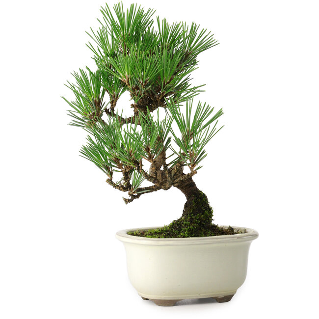 Pinus thunbergii Kotobuki, 21 cm, ± 10 años