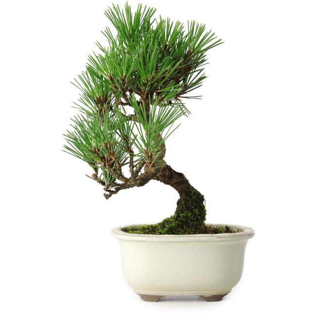 Pinus thunbergii Kotobuki, 21 cm, ± 10 years old