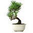 Pinus thunbergii Kotobuki, 21 cm, ± 10 años
