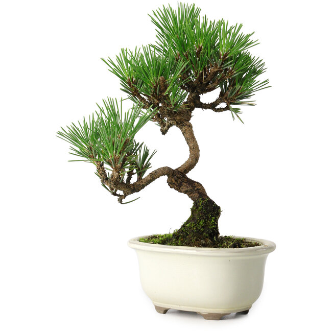 Pinus thunbergii Kotobuki, 21 cm, ± 10 anni