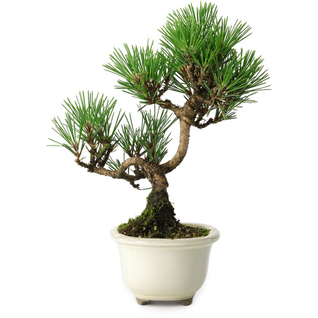 Pinus thunbergii Kotobuki, 21 cm, ± 10 jaar oud