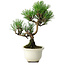Pinus thunbergii Kotobuki, 21 cm, ± 10 ans