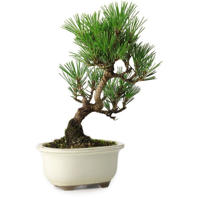Pinus thunbergii Kotobuki, 21 cm, ± 10 anni