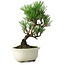 Pinus thunbergii Kotobuki, 21 cm, ± 10 ans