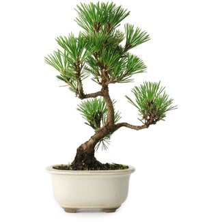 Pinus thunbergii Kotobuki, 25,5 cm, ± 10 ans