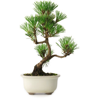 Pinus thunbergii Kotobuki, 25,5 cm, ± 10 jaar oud