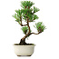 Pinus thunbergii Kotobuki, 25,5 cm, ± 10 años