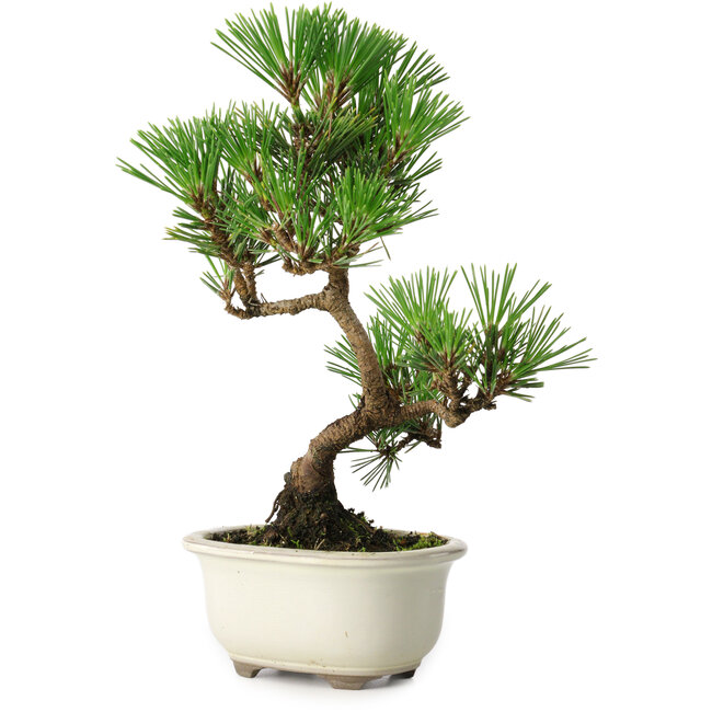 Pinus thunbergii Kotobuki, 25,5 cm, ± 10 años