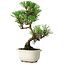 Pinus thunbergii Kotobuki, 25,5 cm, ± 10 años