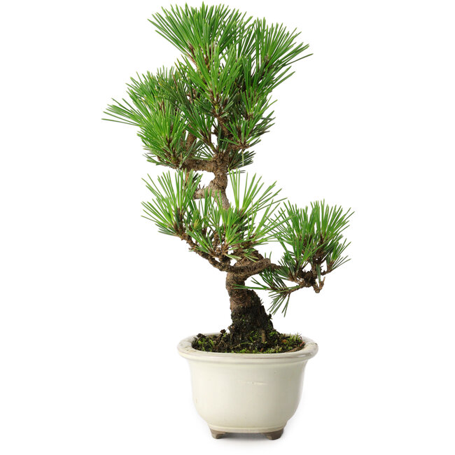 Pinus thunbergii Kotobuki, 25,5 cm, ± 10 Jahre alt