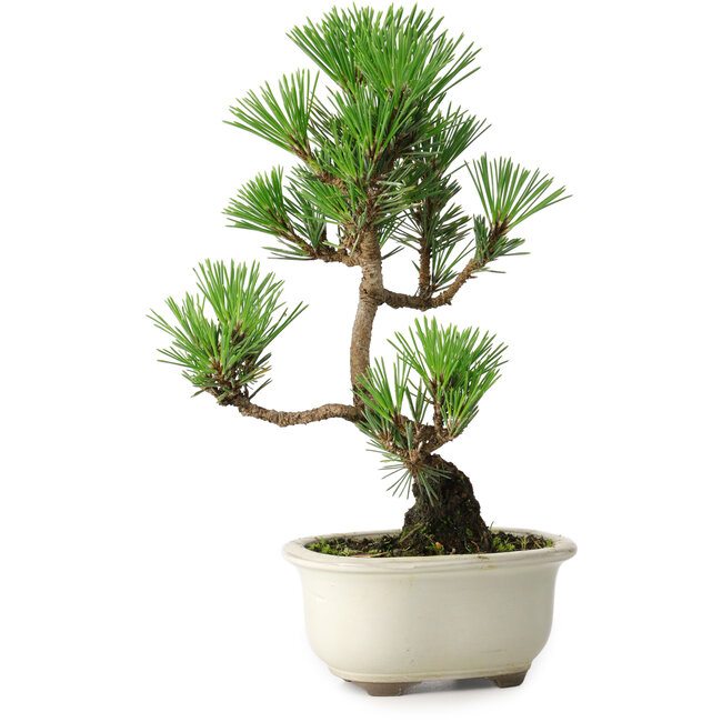 Pinus thunbergii Kotobuki, 25,5 cm, ± 10 jaar oud