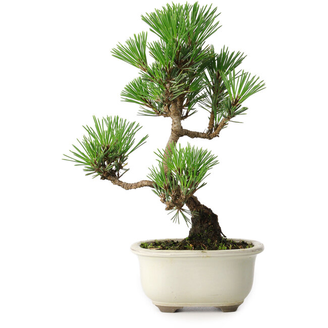 Pinus thunbergii Kotobuki, 25,5 cm, ± 10 jaar oud