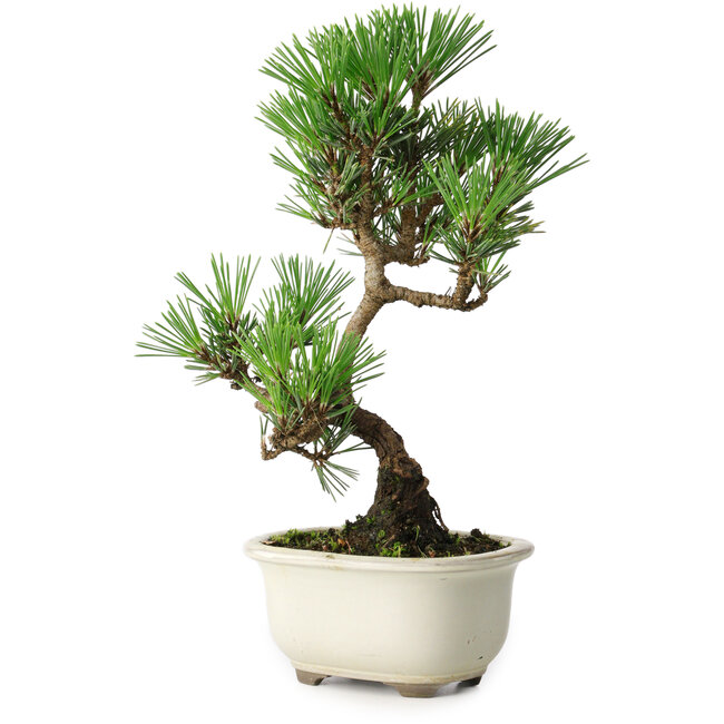Pinus thunbergii Kotobuki, 25,5 cm, ± 10 años