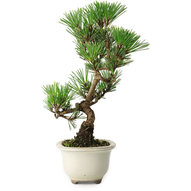 Pinus thunbergii Kotobuki, 25,5 cm, ± 10 años