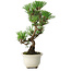 Pinus thunbergii Kotobuki, 25,5 cm, ± 10 jaar oud