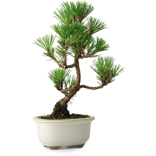 Pinus thunbergii Kotobuki, 25,5 cm, ± 10 Jahre alt