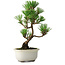Pinus thunbergii Kotobuki, 25,5 cm, ± 10 años