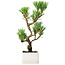 Pinus thunbergii Kotobuki, 24,5 cm, ± 10 ans