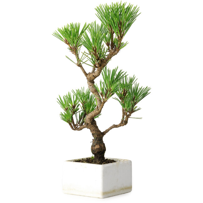 Pinus thunbergii Kotobuki, 24,5 cm, ± 10 Jahre alt