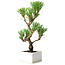 Pinus thunbergii Kotobuki, 24,5 cm, ± 10 jaar oud