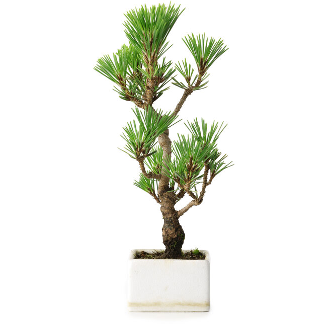 Pinus thunbergii Kotobuki, 24,5 cm, ± 10 ans