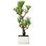 Pinus thunbergii Kotobuki, 24,5 cm, ± 10 jaar oud