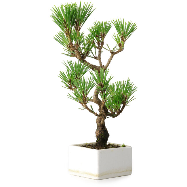 Pinus thunbergii Kotobuki, 24,5 cm, ± 10 anni