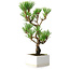 Pinus thunbergii Kotobuki, 24,5 cm, ± 10 jaar oud