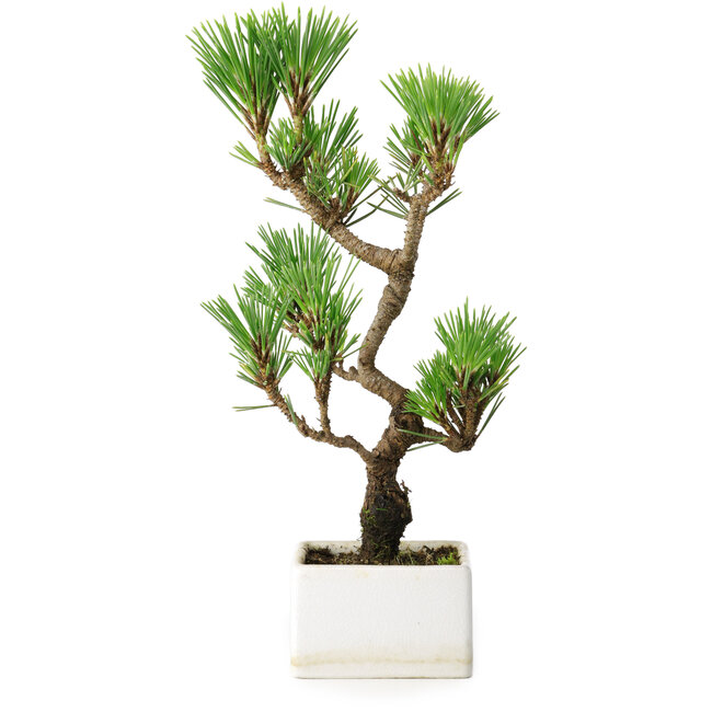 Pinus thunbergii Kotobuki, 24,5 cm, ± 10 jaar oud
