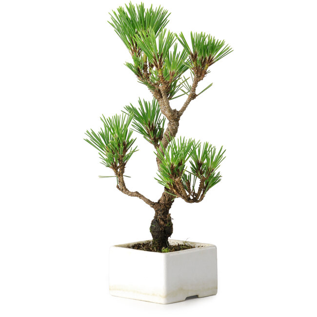 Pinus thunbergii Kotobuki, 24,5 cm, ± 10 ans