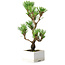 Pinus thunbergii Kotobuki, 24,5 cm, ± 10 ans